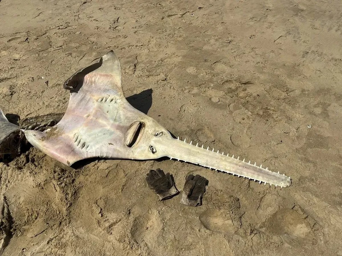 Peixe-serra em forma de guitarra, extinto há 26 anos, surge em praia na África