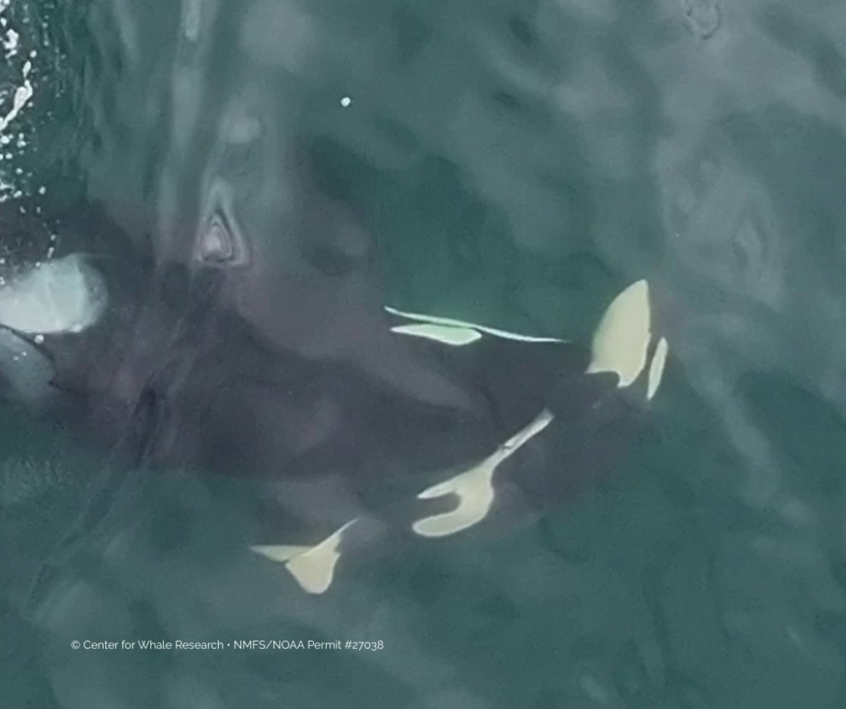 Orca é flagrada carregando filhote morto na boca na tentativa de revivê-lo
