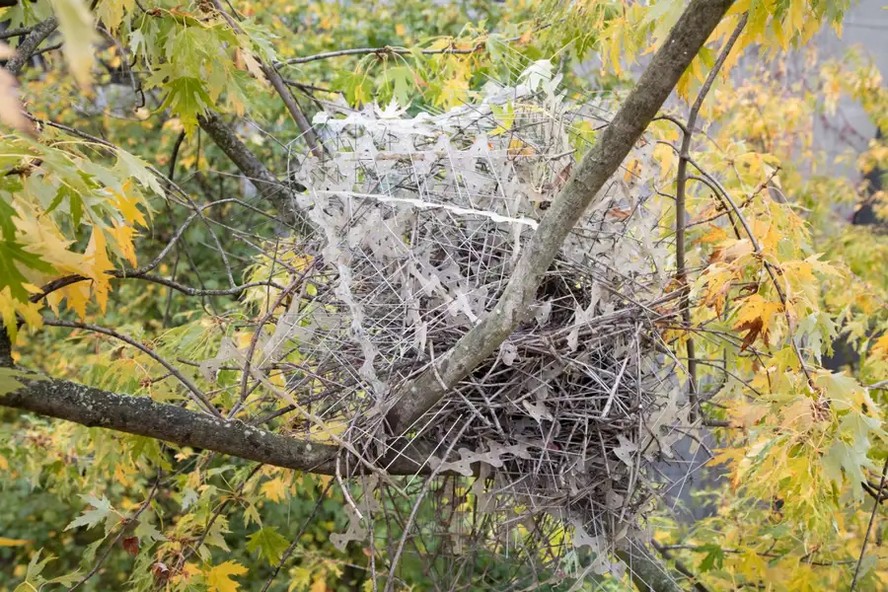 Um ninho de pega em Antuérpia, Bélgica, contendo pontas antipássaros