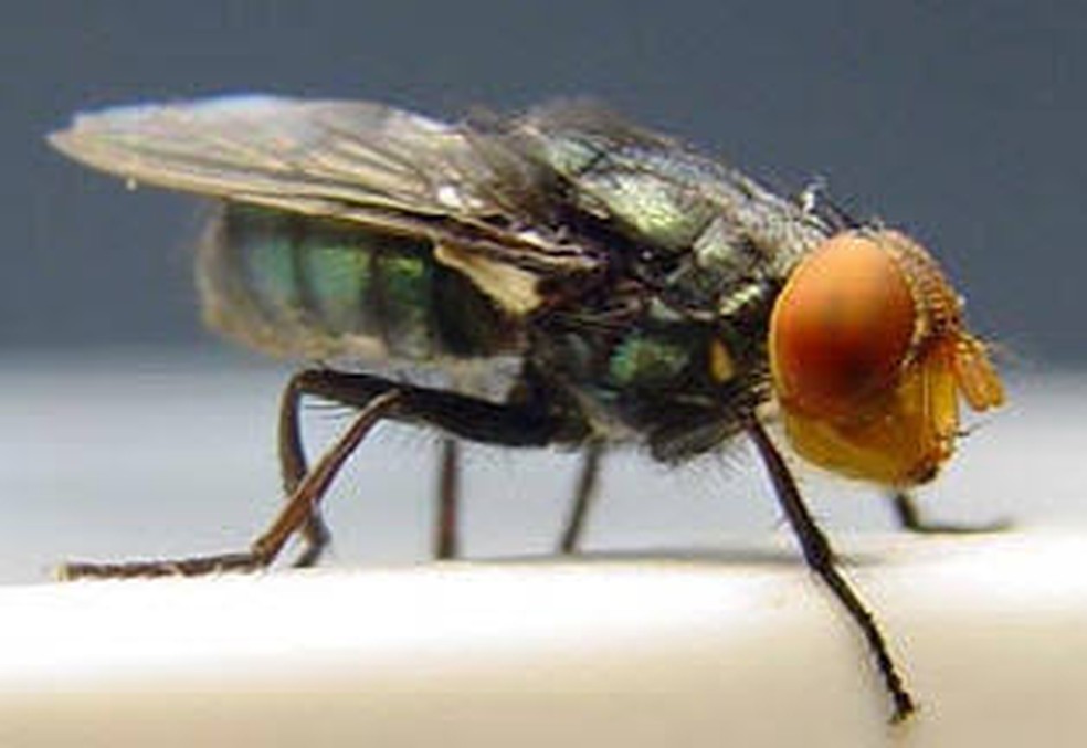 A mosca-varejeira-do-novo-mundo ( Cochliomyia hominivorax ) — Foto: Wikimedia Commons