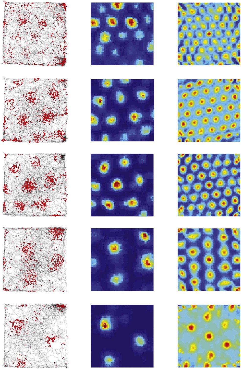  Lisa Giocomo, May-Britt Moser, Edvard Moser/Neuron