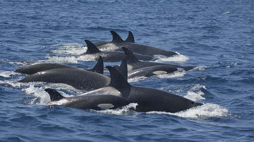 As orcas vivem em grandes grupos — Foto: Renaud de Stephanis/CIRCE Conservación Information and Research