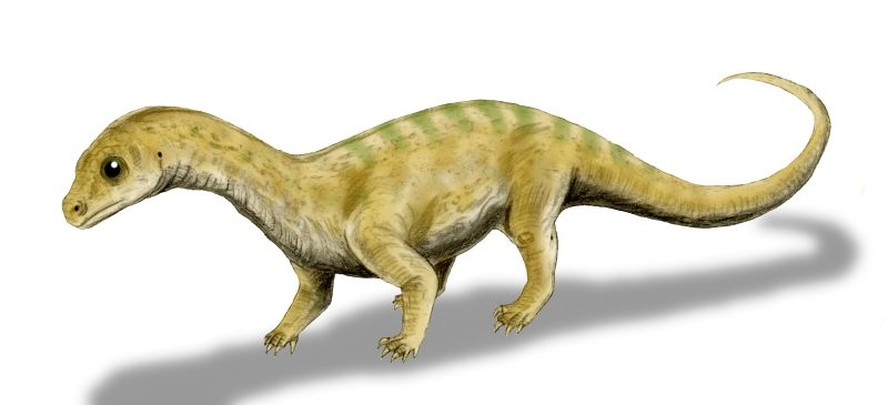 Os cientistas acreditavam se tratar de um filho de Massospondylus, como o retratado na imagem acima