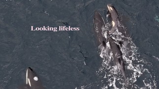  Norwegian Orca Survey
