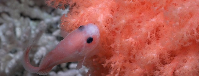 Os cientistas observaram este peixe-caracol nadando perto de um coral mole nephteídeo que cresce no topo de um monte de corais localizado a 1.075 metros de profundidade. Os montes de corais são acumulações de estruturas calcificadas que se formam ao longo de milhares de anos e oferecem um habitat essencial para muitos outros animais do fundo do mar — Foto: ROV SuBastian / Schmidt Ocean Institute