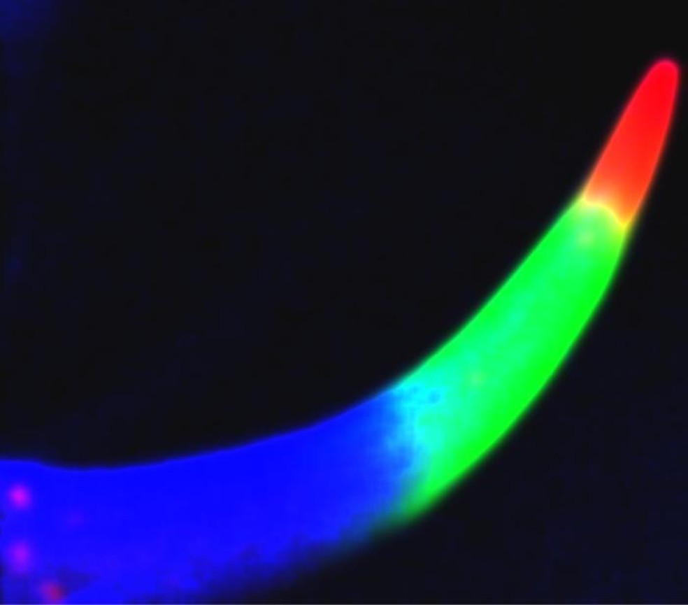 A imagem de fluorescência de raios X (que identifica e quantifica os elementos químicos) apresenta o ferrão de um escorpião-imperador (Pandinus imperator). O zinco (em vermelho) está concentrado na ponta, e o manganês (em verde) está concentrado mais abaixo  — Foto: E.P. Vicenzi / Instituto de Conservação do Museu Smithsonian e NIST
