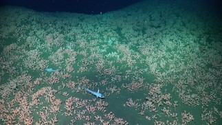 Esses corais formadores de recifes (Bathelia candida e Solenosmilia sp.) cobrem centenas de metros de uma parede de cânion submarino na Margem Continental da Patagônia, a profundidades de aproximadamente 1.044 m. Eles servem como refúgios de biodiversidade no fundo do mar e são altamente sensíveis aos impactos ambientais das atividades humanas — Foto: ROV SuBastian / Schmidt Ocean Institute