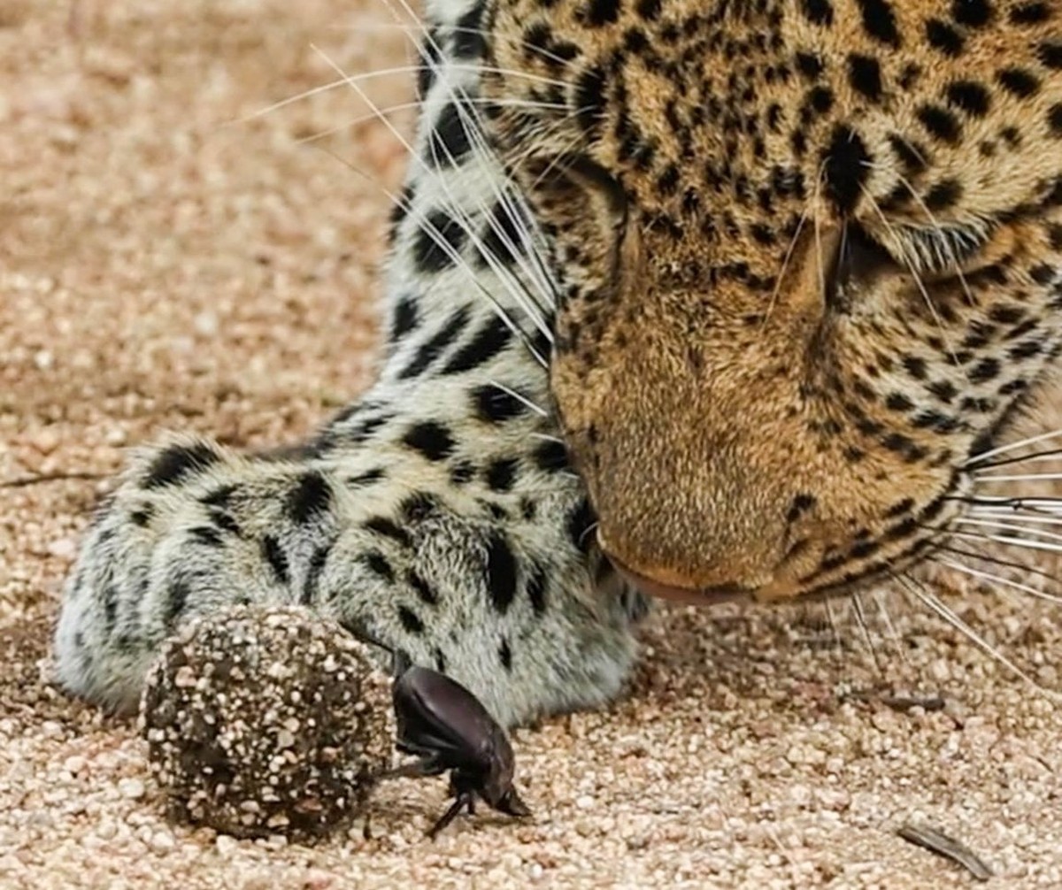 Vídeo raro mostra curiosidade de leopardo com besouro-rola-bosta; veja