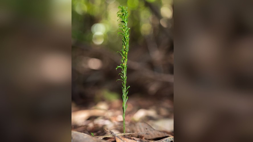 T. oblanceolata é o ser vivo com o maior genoma do mundo