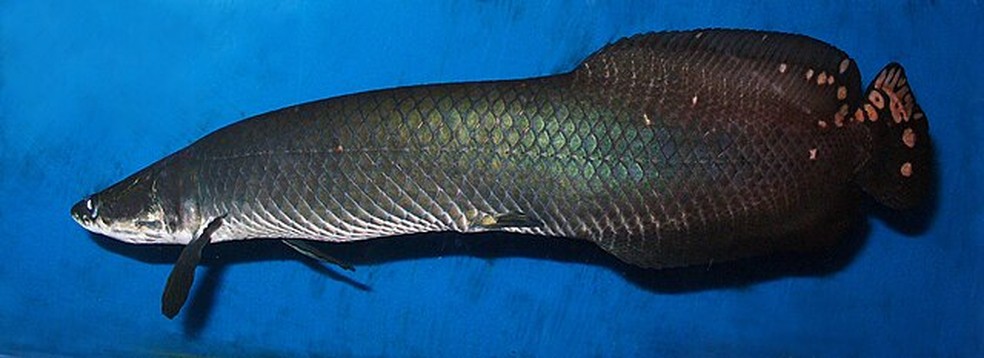 Fotografia de um pirarucu, espécie de peixe que João Campos-Silva estuda há 13 anos — Foto: wikimedia commons