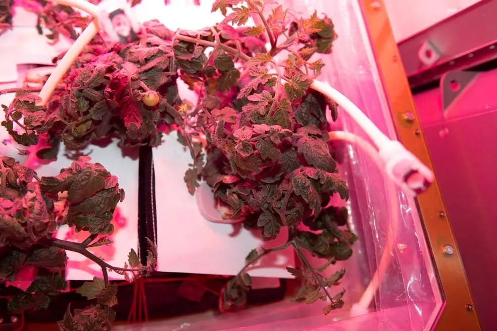 Na foto estão tomateiros crescendo no Sistema de Produção de Vegetais da Estação Espacial Internacional, conhecido como Veggie, como parte da investigação VEG-05 em 5 de fevereiro de 2023 — Foto: NASA
