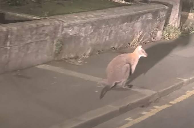 Filhote de canguru saltitando em rua de Liskeard, Cornualha