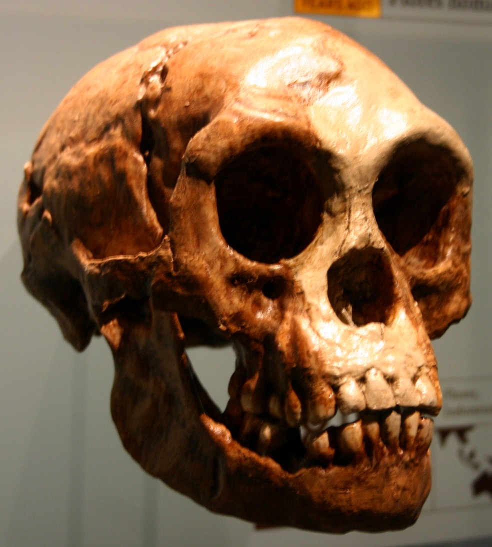 Crânio de Homo Floresiensis — Foto: Wikimedia Commons