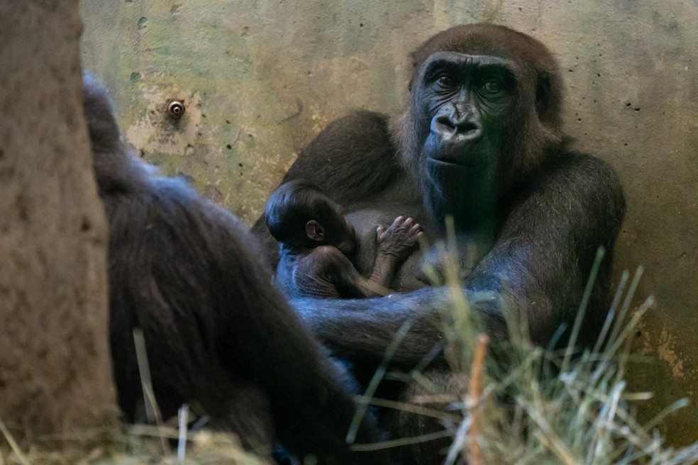 Gorila Sully e bebê no Columbus Zoo and Aquarium, nos EUA  — Foto: Columbus Zoo and Aquarium