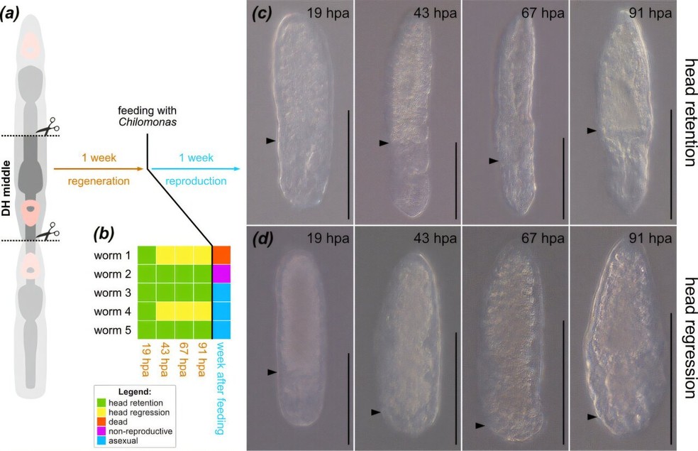  Proceedings of the Royal Society B