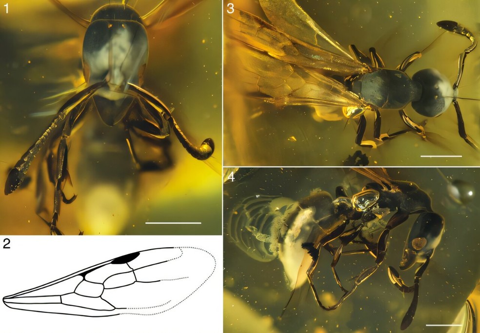 Fotografias microscópicas de H. electrocacica n. sp. e ilustração da asa. — Foto: Fiorentino et al. 2026