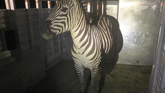 Zebra é capturada após vagar por quase 6 dias nos EUA (e gerar memes)