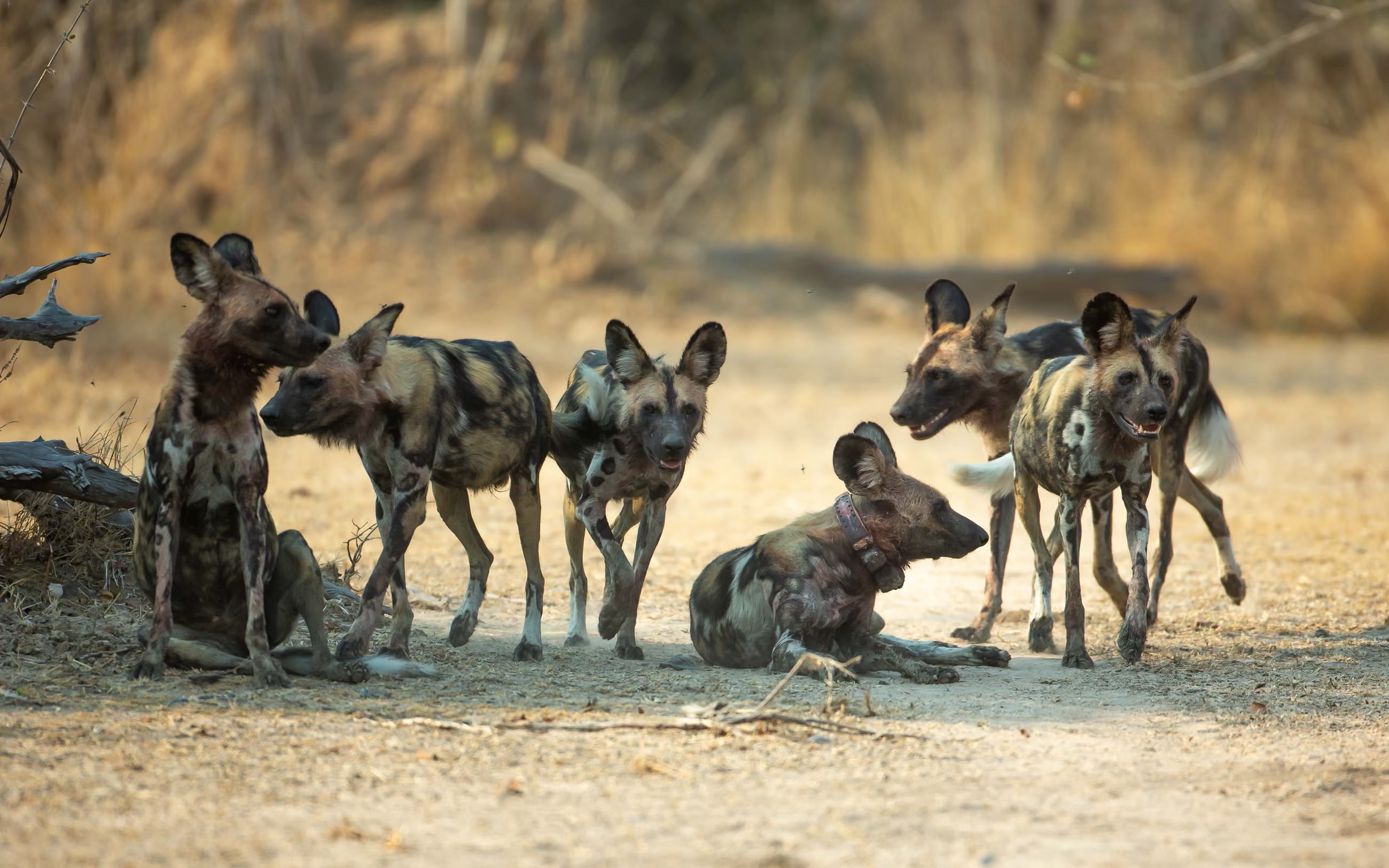 Imagem ilustrativa de cães-selvagens africanos em movimento na savana africana