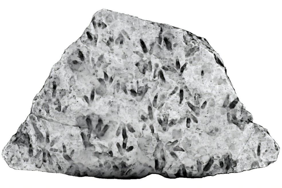 Análises 3D de rocha encontrada há 20 anos em escola rural na Austrália reveleram pegadas de dinossauro — Foto: University of Queensland