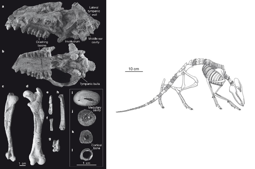 No estudo da Nature, foram identificadas as formações do invólucro no ouvido do Indohyus, assim como foi feita uma reconstrução do esqueleto do animal, que tinha pernas — Foto: J. G. M. Thewissen/Nature