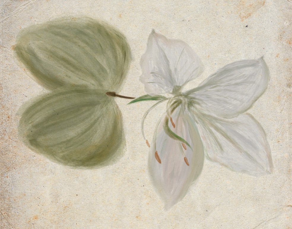 Cegueira botânica — Foto: Ilustração: Marcela Setta/Design: Flavia Hashimoto