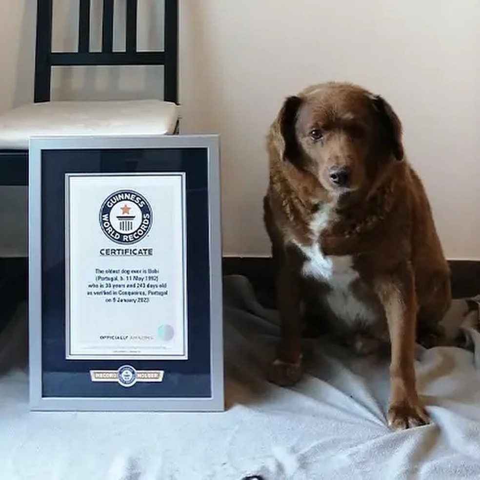 Bobi ao lado do certificado do Guinness World Records de cachorro mais velho do mundo — Foto: @‌guinnessworldrecords / Instagram