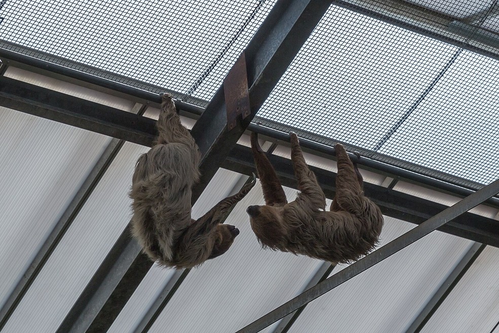 Dois exemplares de Choloepus didactylus no ZooParc de Beauval em Saint-Aignan-sur-Cher, na França — Foto: Wikimedia Commons