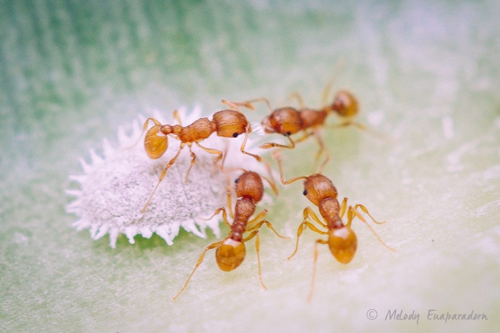 Pequenas formigas-de-fogo alimentando-se de uma gota de melada excretada pelo inseto parasita cochonilha — Foto: Hawaii Ant Lab 