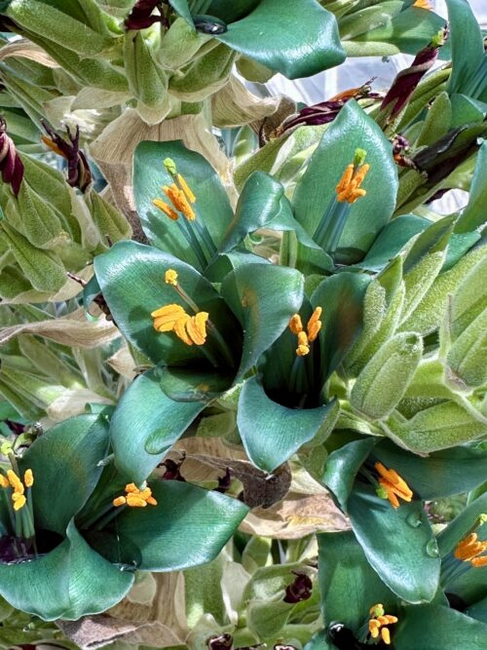 A bromélia "Puya alpestris" florida em evento raro — Foto: The Bermingham Botanical Gardens