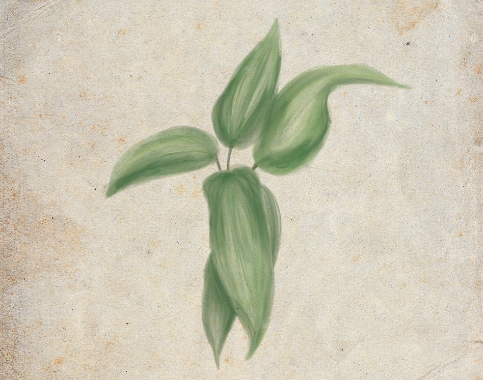 Cegueira botânica — Foto: Ilustração: Marcela Setta/ Design: Flavia Hashimoto