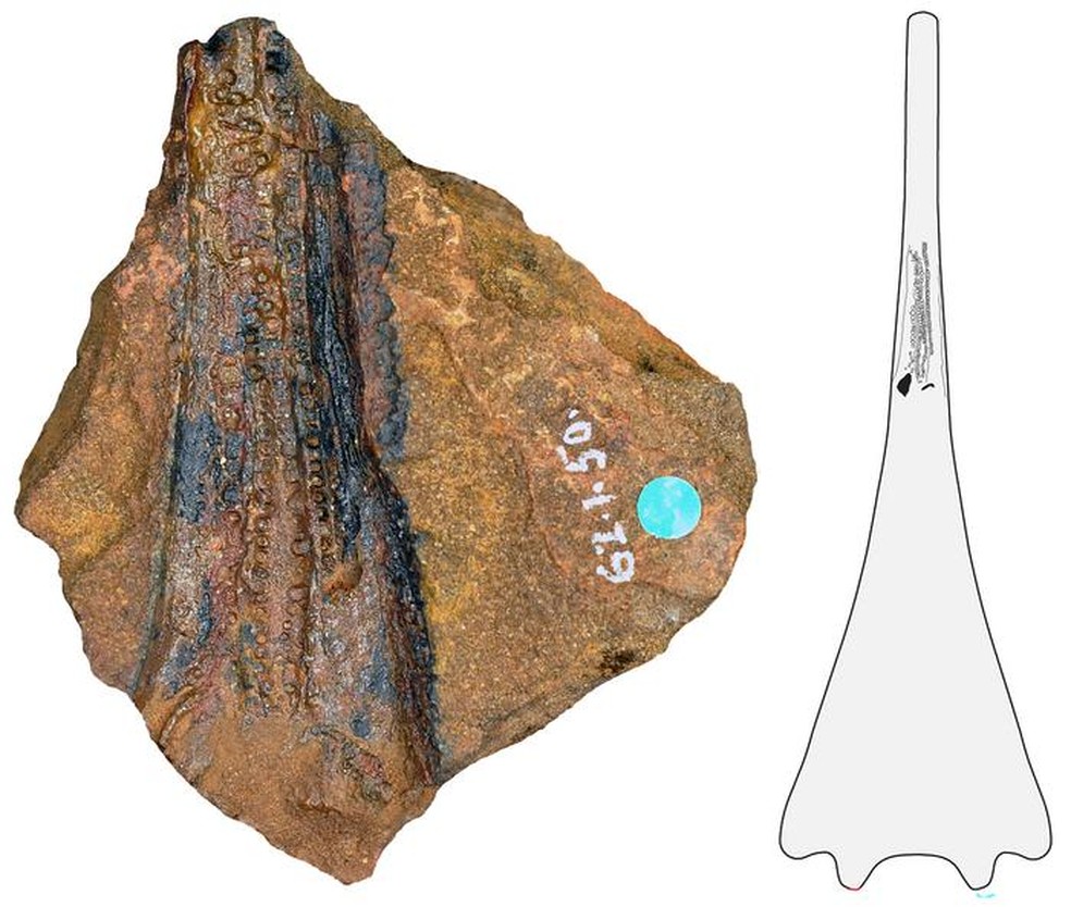 Mandíbula fossilizada com dentes da espécie Aphaneramma — Foto: Benjamin Kear (Museu Sueco de História Natural)