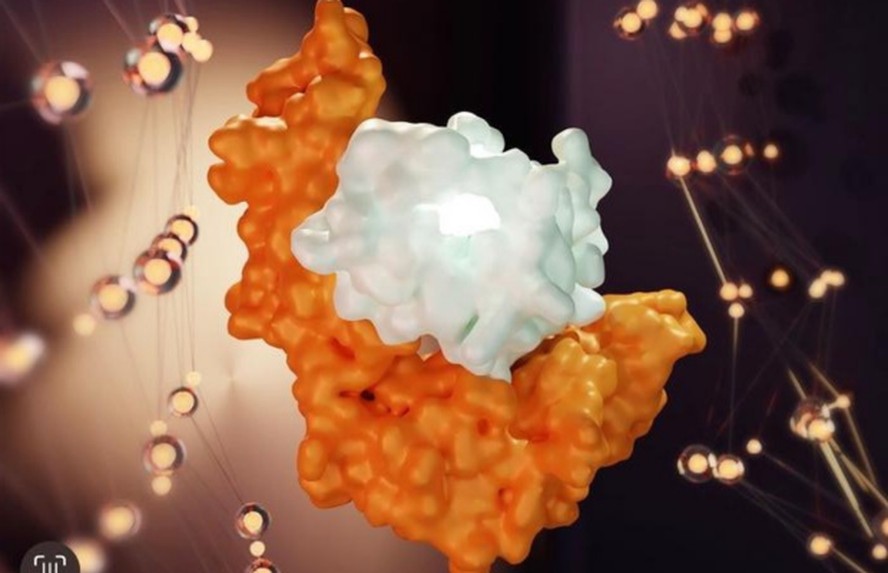Ilustração do peptídeo NQK-Q8 (cor branca), um pedaço da proteína spike SARS-CoV-2 que o vírus usa para entrar nas células, ligado ao sulco HLA-B*15:01 (laranja)