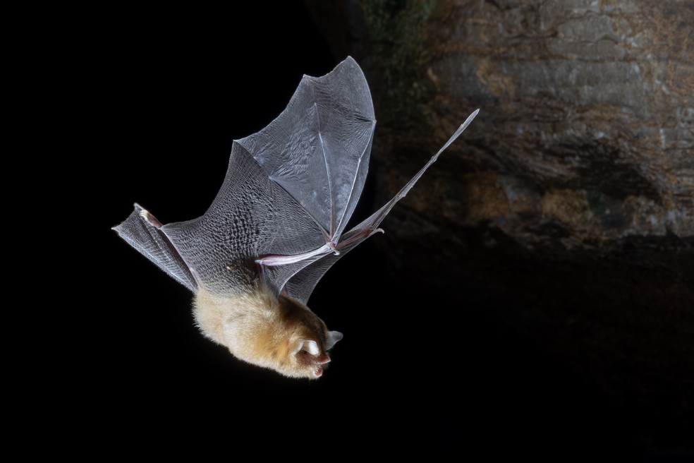 O Natalus macrourus é uma espécie em extinção no Brasil e foi identificada dentro da Gruta do Jacaré, no estado de Goiás — Foto: Jennifer Barros/ICMBio/Cecav