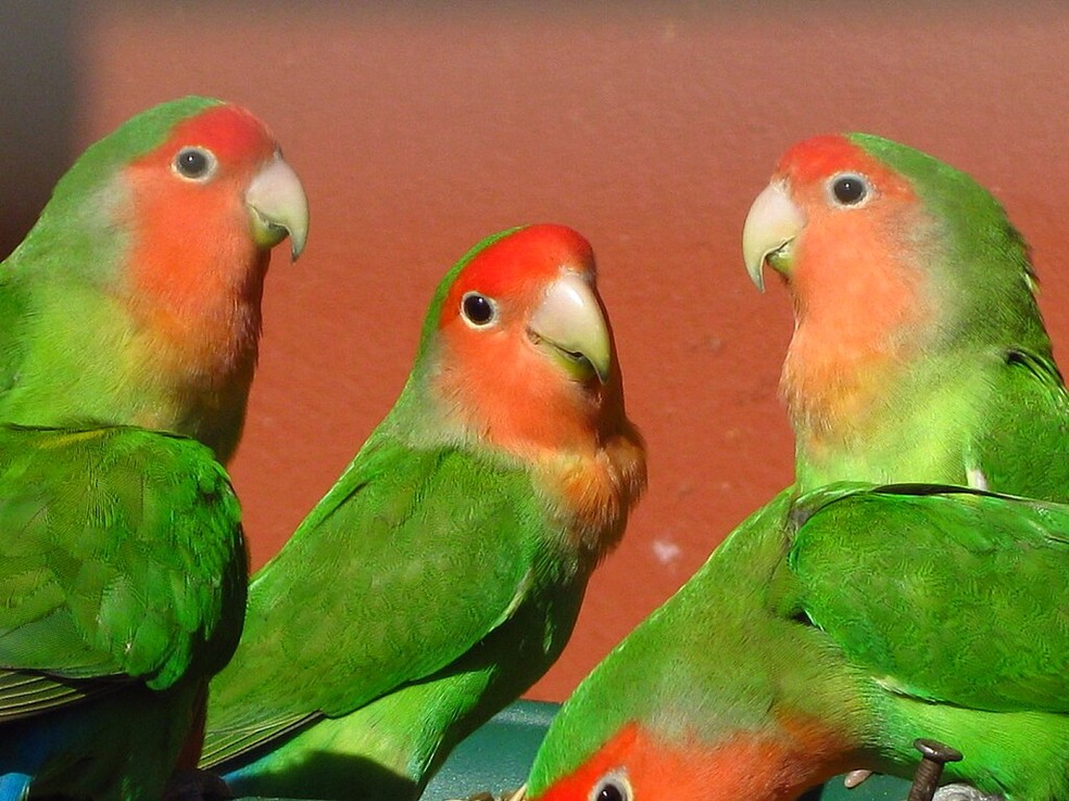Os papagaios da espécie Agapornis roseicollis foram escolhidos para o estudo — Foto: Wikipedia