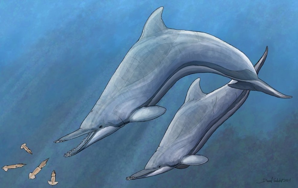 Ilustração do Nihohae matakoi perseguindo lulas no oceano durante o Oligoceno (34 a 23 milhões de anos atrás) — Foto: Reprodução/Daniel Verhelst via Live Science