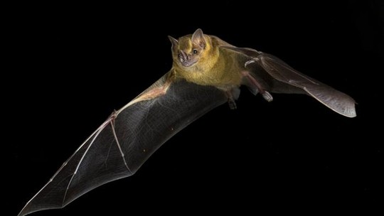 Morcegos podem guardar segredo evolutivo para vencer o câncer; entenda