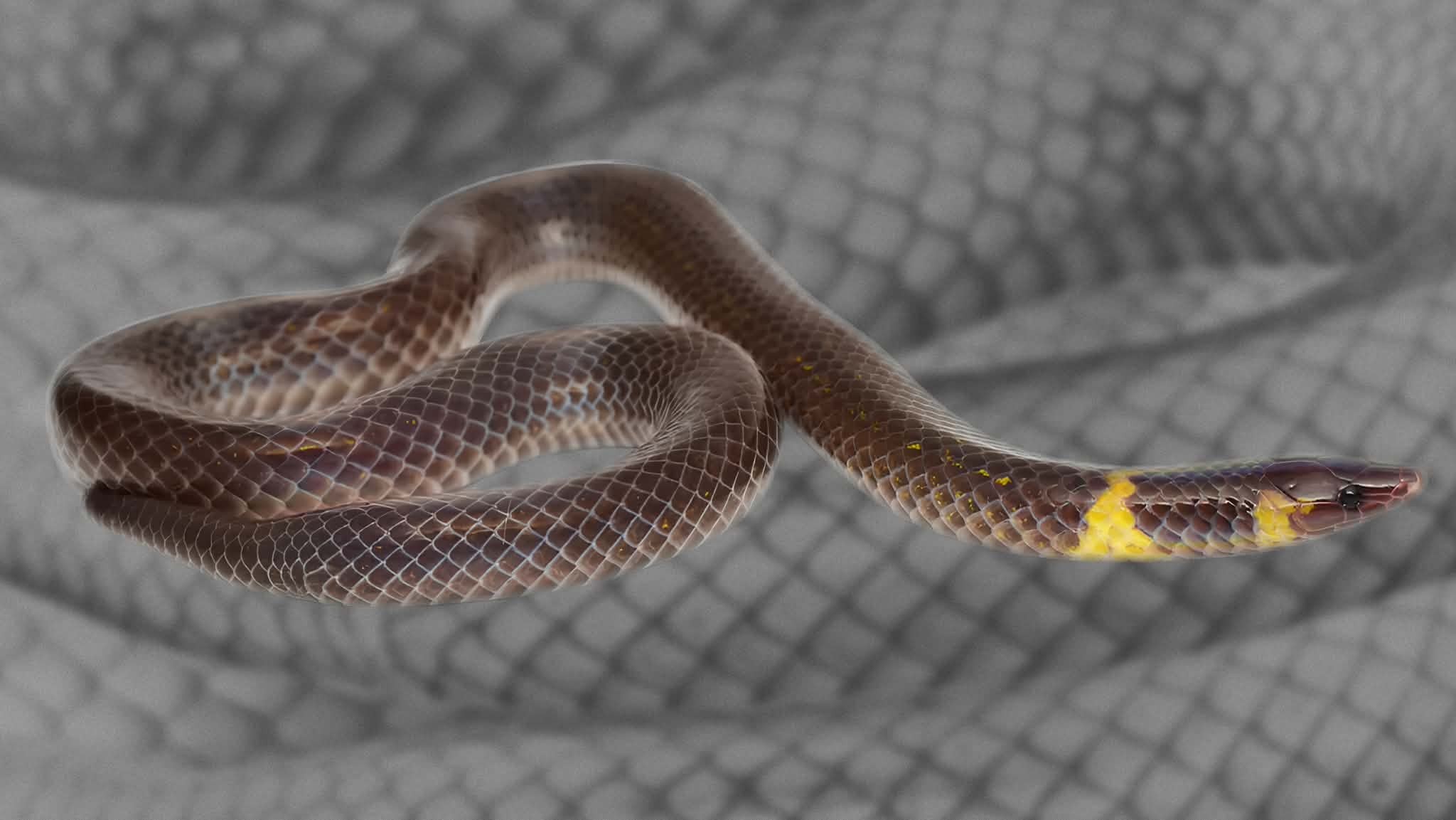 Cobra acrobata dá cambalhotas para fugir de predadores; veja vídeo