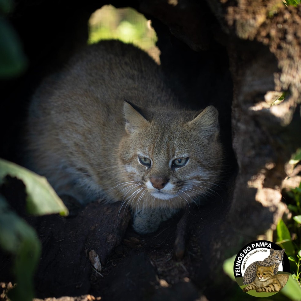 O gato-palheiro-pampeano deve entrar na lista de espécies criticamente ameaçadas em 2023 — Foto: Divulgação/ Felinos do Pampa 