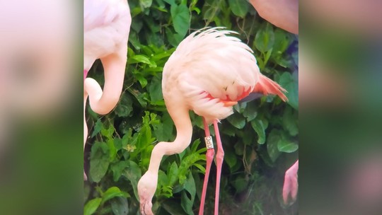Tímida para o amor, flamingo de 70 anos bota seu primeiro ovo