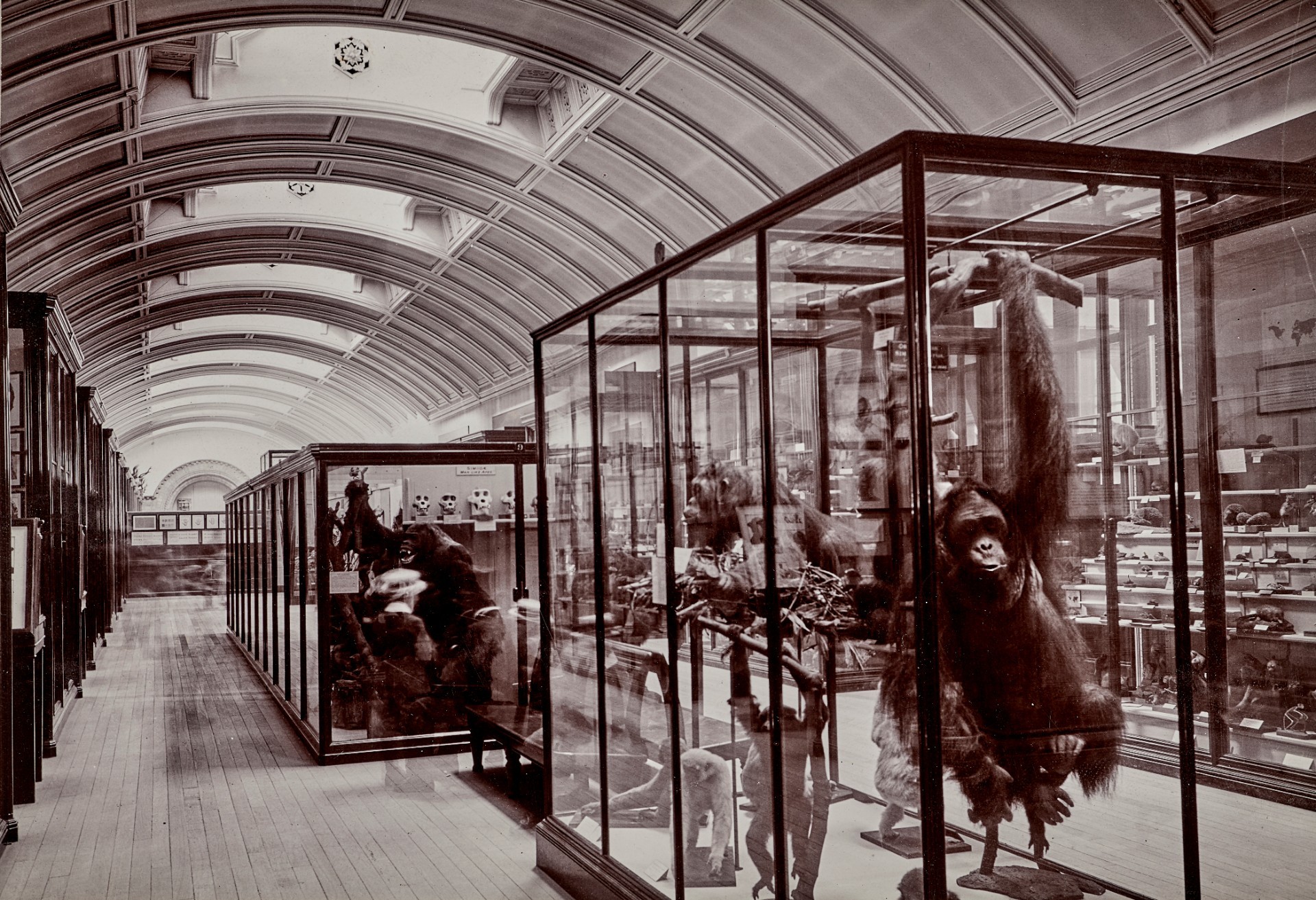 Galeria do Museu de História Natural de Londres com exposição Nature and Us