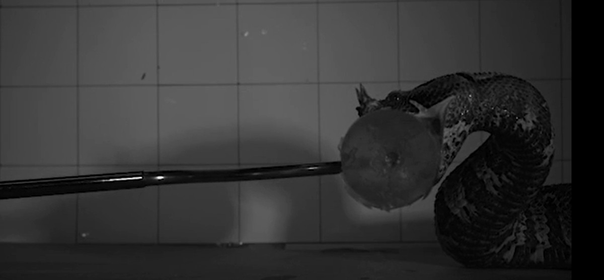 Vídeos em câmera lenta revelam detalhes das estratégias de ataque de cobras