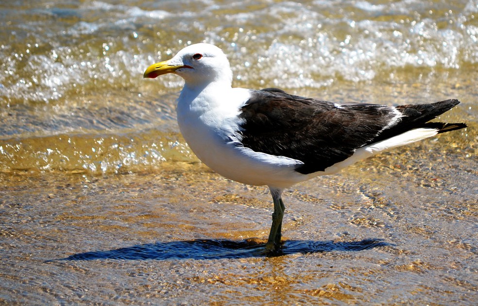  Rodrigo Soldon Souza/Flickr