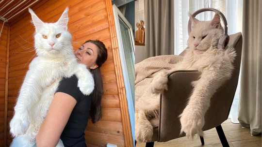 Gato russo do tamanho de uma criança chama a atenção nas redes sociais