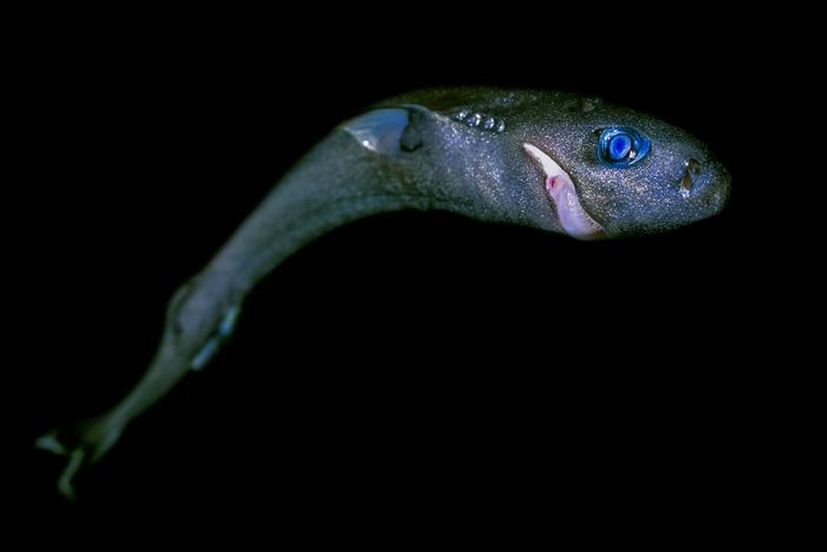 Como tubarões-fantasma e outras espécies marinhas são ameaçados pela mineração