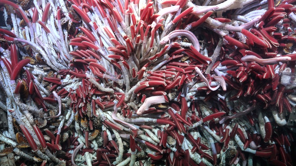 Grande aglomerado de vermes tubulares em Fava Flow Suburbs, um local na elevação do Pacífico Leste com 2,5 mil metros de profundidade — Foto: Schmidt Ocean Institute