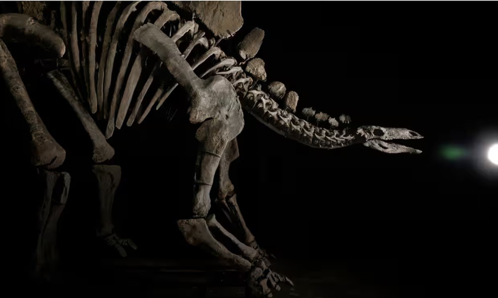 Apex possui um fêmur de 114,3 centímetros e 247 ossos fósseis, montados em uma pose agressiva — Foto: Matthew Sherman/Sotheby’s