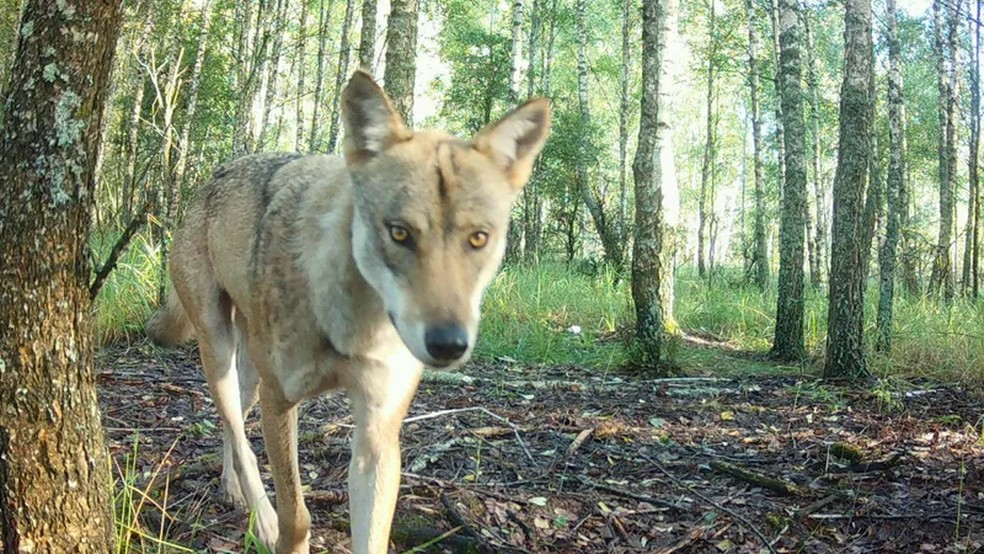 Lobo-cinzento em uma área central da Zona de Exclusão de Chernobyl (CEZ) — Foto: Svitlana Kudrenko