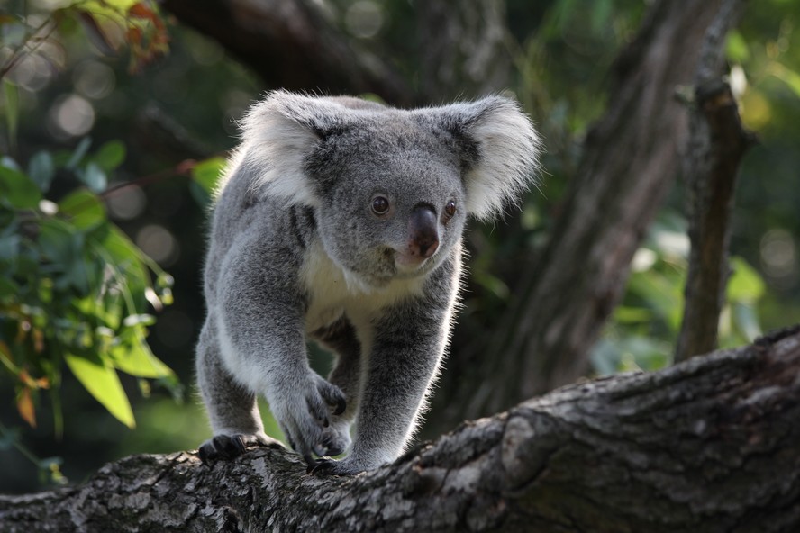 Os coalas são classificados como animais vulneráveis à extinção pela lista vermelha da IUCN
