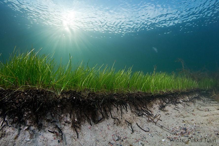 Espécie clone de algas no Mar Báltico
