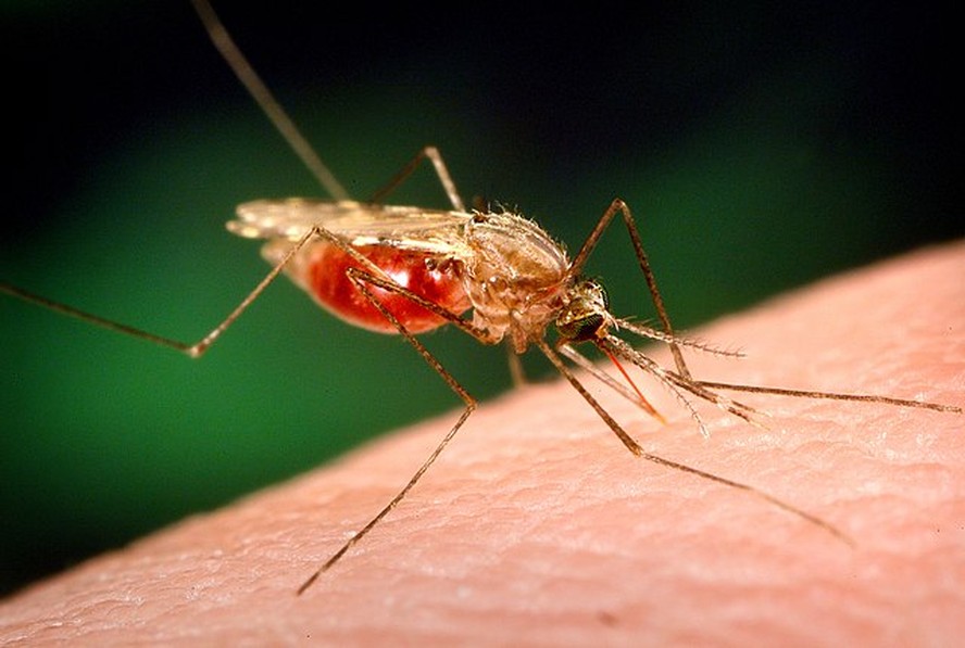 Mosquitos do gênero Anopheles podem transmitir a malária quando infectados